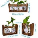vases transparents modernes verre rond geometrique decoration plante verte