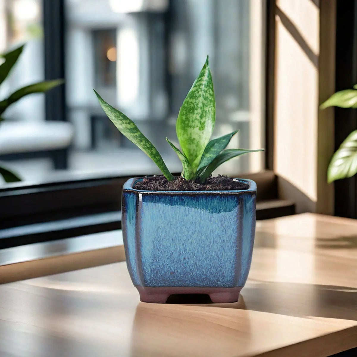 pot fleur céramique bleue moderne plante feuilles vertes mousse verte fleurs blanches texture boisclair