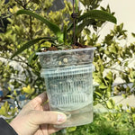 pots plantes transparents drainage moderne auto arrosage racines controle absorption double couche pratique