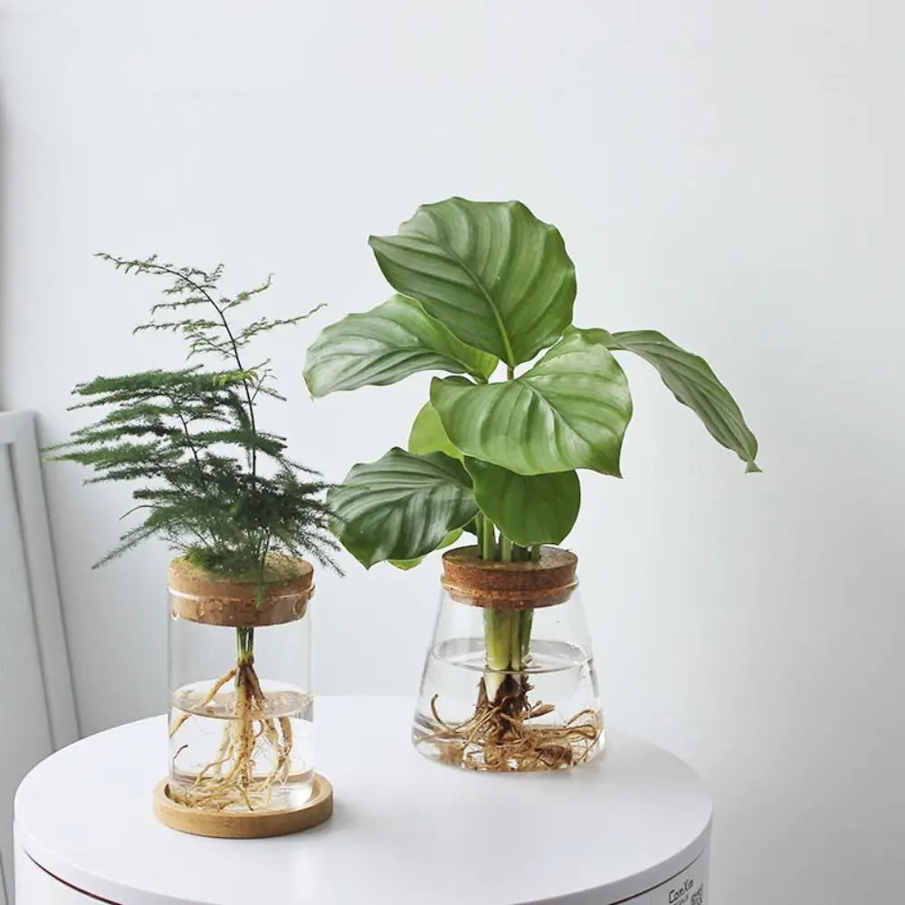 vase verre transparent moderne plante verte minimaliste bois naturel rond simple