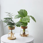 vase verre transparent moderne plante verte minimaliste bois naturel rond simple