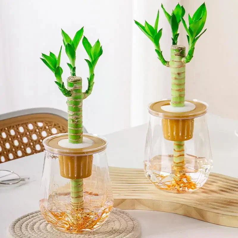 pots plantes transparents arrosage automatique decoration maison plante porte bonheur bambou chance feuilles lisses