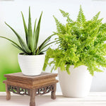 support bois massif classique marron foncé veineux thé vase bonsaï