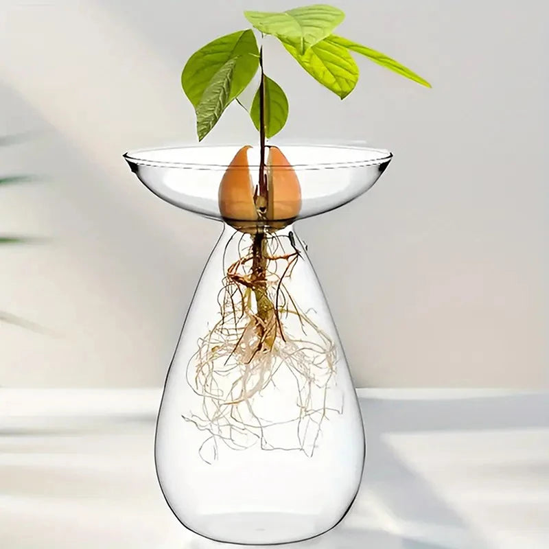 vase transparent moderne plante graine avocat culture hydroponique décoration maison minimaliste