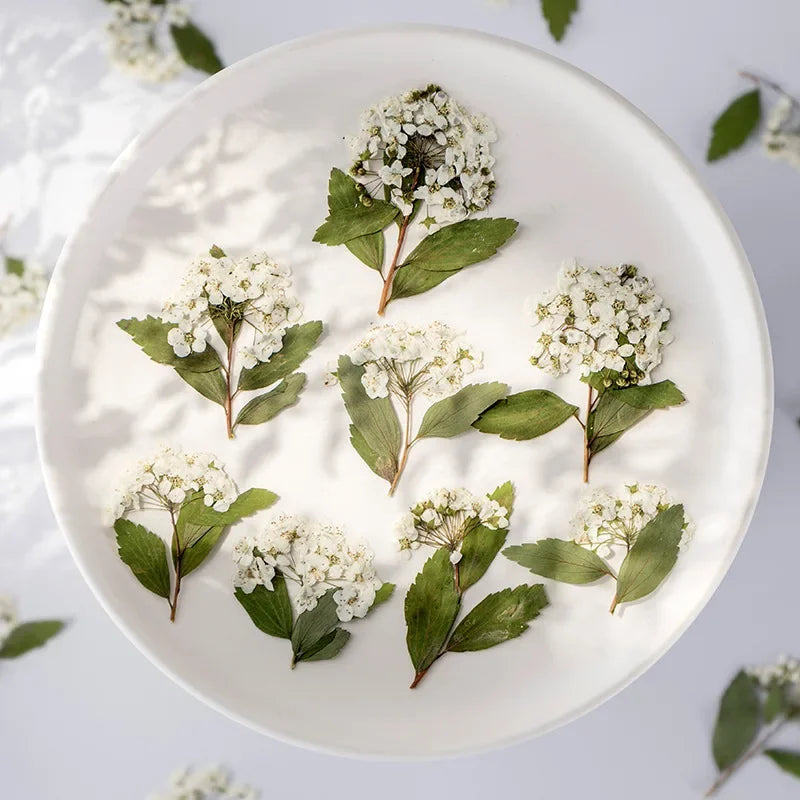 fleurs séchées bouquet blanc vert feuilles naturelles décoration artisanale intérieur anniversaire rustique