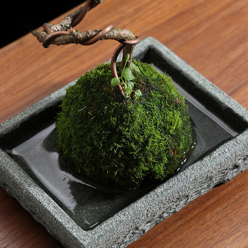 bac plantes moderne minimaliste pierre naturelle plante artificielle statue miniature jardin intérieur décoration zen