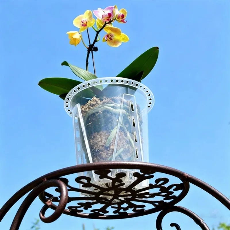cache pot transparent moderne perforé adhésif fleur plante verte pot culture orchidée papillon racine
