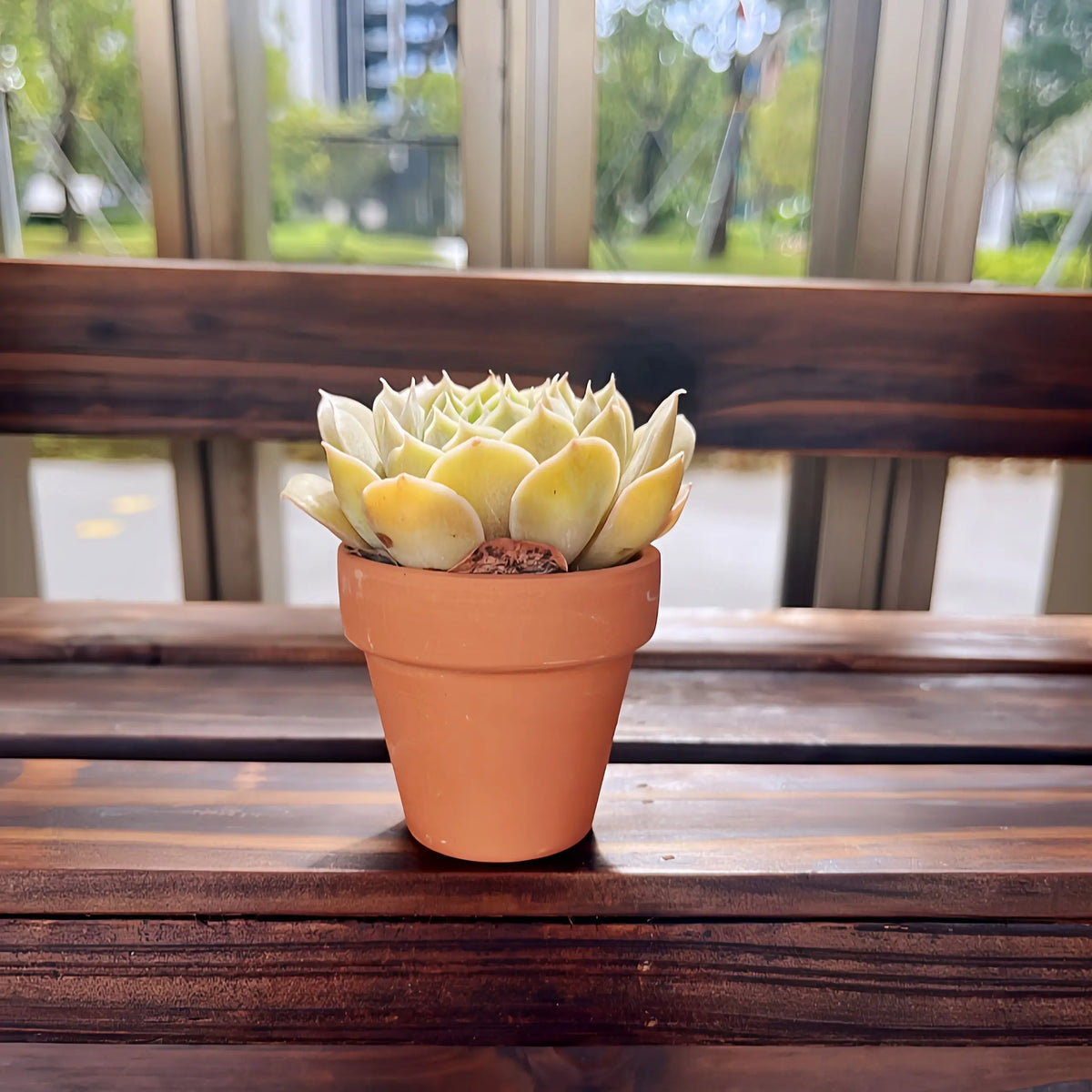 Pots terre cuite succulentes cactus drainage jardin rustique ensemble 24 pièces