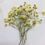 fleurs séchées kit 120 pièces variées blanc bleu orange violet rose rouge vert jaune