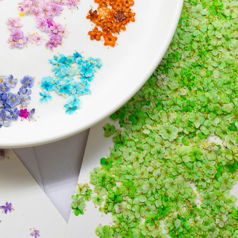 fleurs séchées naturelles bleu vert orange rose violet jaunes fleurs simples décoration diy bijoux