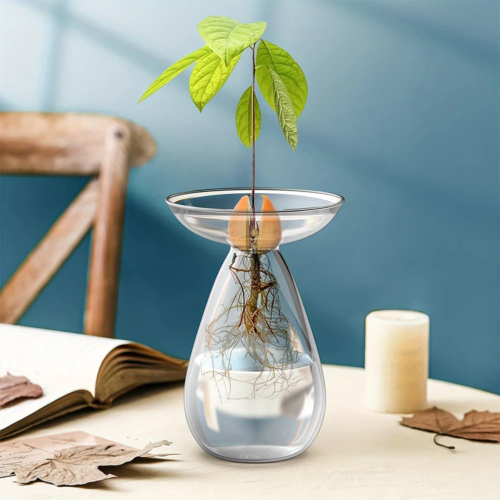 vase transparent moderne plante avocet germination jardin pot fleuri minimaliste