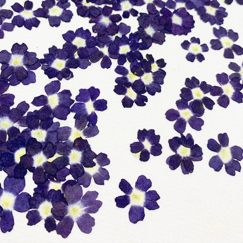 fleurs séchées violet rose blanc décor maison DIY craft nail art maquillage artisanales kit