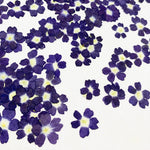 fleurs séchées violet rose blanc décor maison DIY craft nail art maquillage artisanales kit