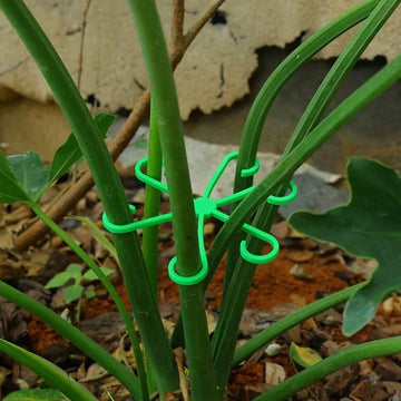 Supports plante étoile vert moderne tailles différentes transparents fixations hydroponie