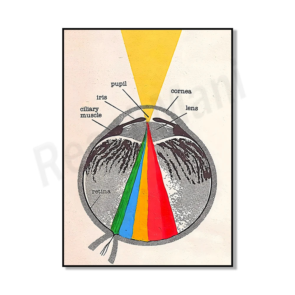 Cette image illustre une coupe transversale détaillée de l'œil humain, avec des étiquettes indiquant les différentes parties anatomiques comme la pupille, l'iris, la cornée et la rétine.