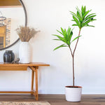 plantes artificielles arbres vertes feuilles modernes decoration exterieur pot blanc sol brunes