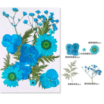 fleurs séchées naturelles assortiment couleurs décoration artisanat scrapbooking nail art