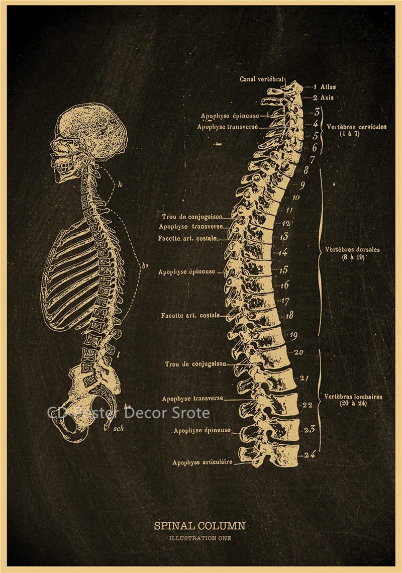 affiche anatomie humaine vintage squelette coeur cerveau cadre doré décoration murale médecine rétro