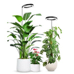 lampe croissance plante moderne minimaliste noir blanc vert rond lumineuse intérieure usb contrôleur câble