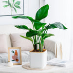 pots carrés auto arrosage plante verte intérieur balcon nordique rayures verticales plastique épaisseau