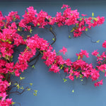 Guirlande fleurs artificielles bougainvilliers rose moderne extérieur décoration mariage anniversaire fêtes