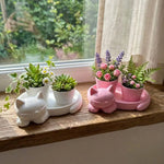 pots plantes support chatons couleur rose blanc moderne chambre