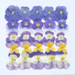 fleurs pressées violettes jaunes oranges decoration moderne assiette decoupe anniversaire intérieur maison