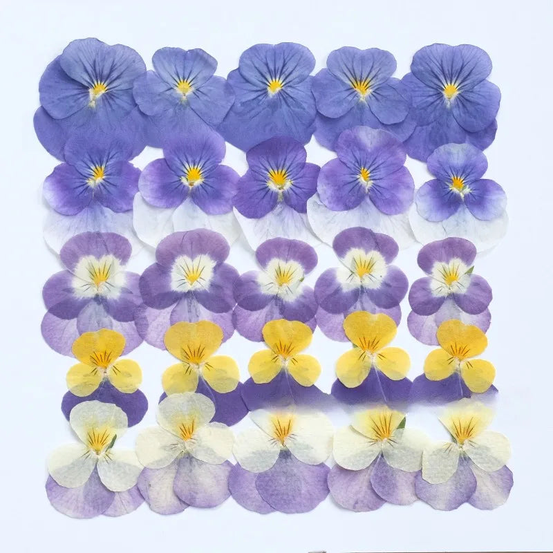 fleurs pressées violettes jaunes oranges decoration moderne assiette decoupe anniversaire intérieur maison