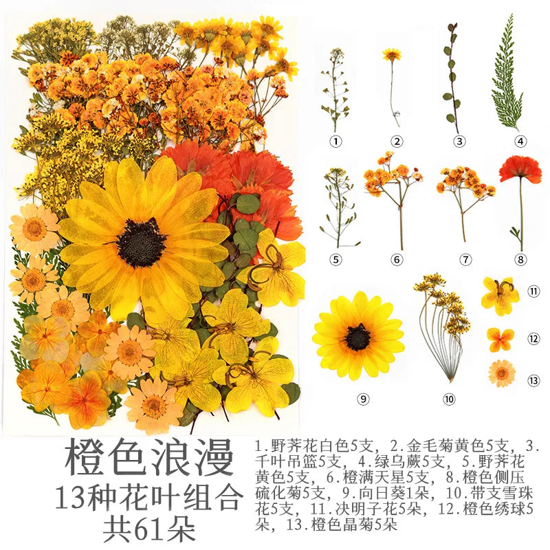 fleurs séchées multicolores naturelles variées feuilles séchées décor maison artisanat enfant autocollants journal