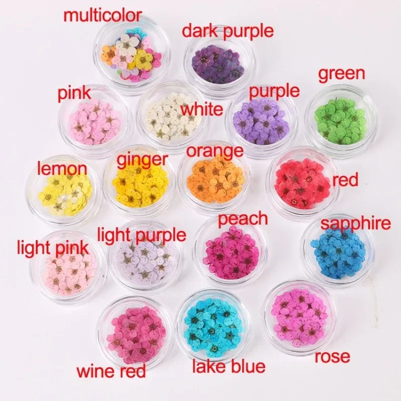 fleurs séchées multicolores naturelles décoration maison nail art DIY anniversaire simples opaques variées mixtes