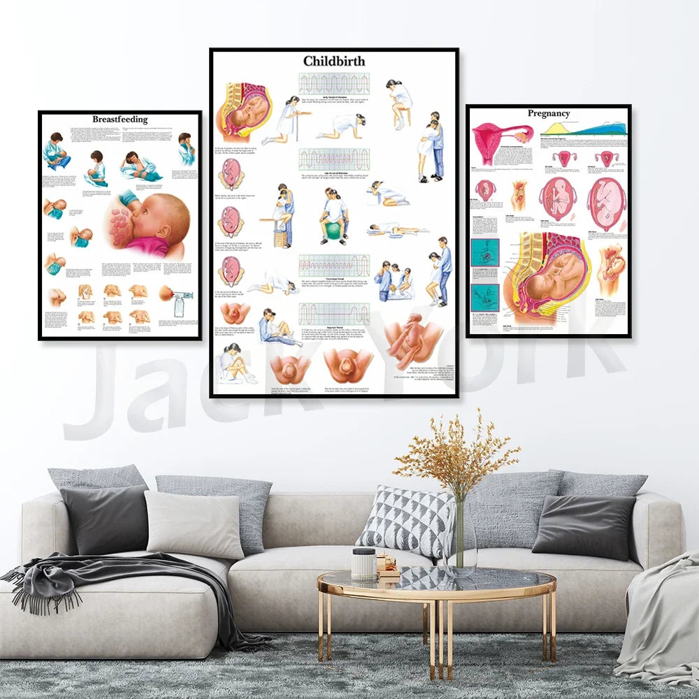 Affiches illustrant les étapes de la grossesse, de l'allaitement et de l'accouchement, avec des schémas et des illustrations de qualité pour informer et éduquer.