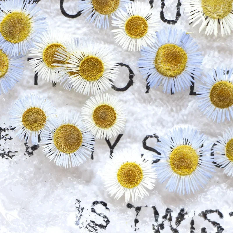 fleurs séchées pétale décoration maison anniversaire baby shower intérieur blanc jaune bleu moderne