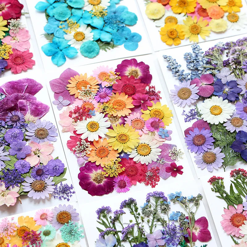 fleurs séchées multicolores variées naturelles scrapbooking décoration maison artisanat DIY