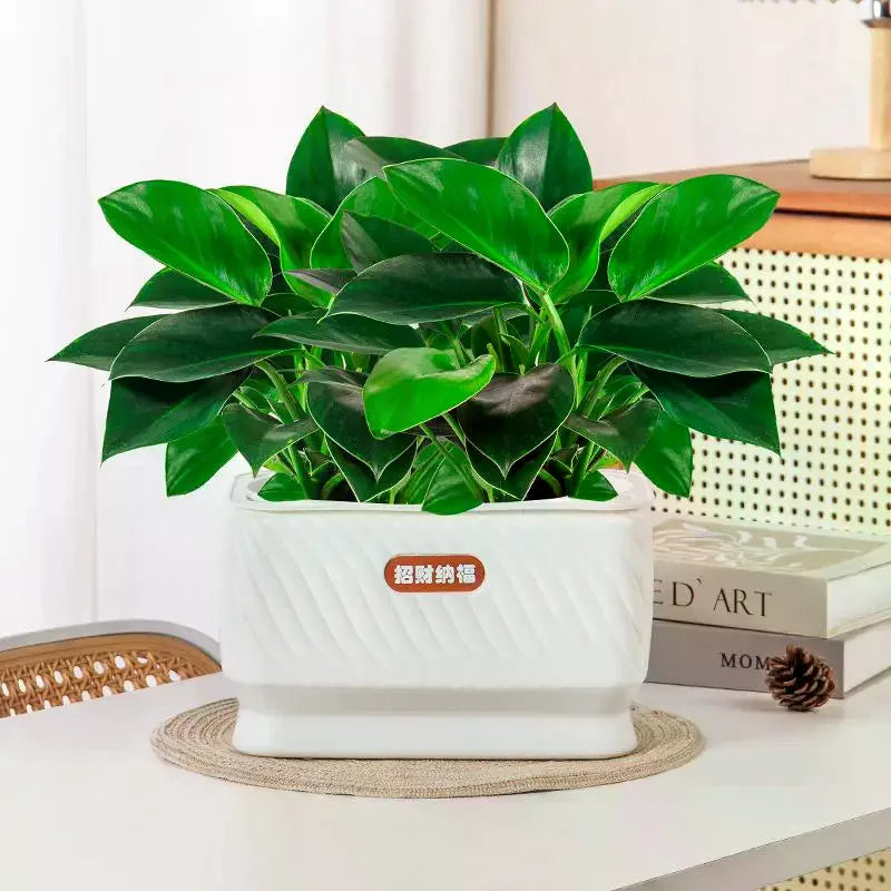 pots fleurs auto arrosants marron blanc texturés moderne jasmin plantes