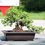 pot fleurs bonsaï miniature décor pagode maison rocher jardin intérieur