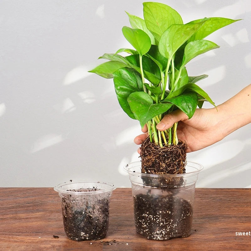 pots semis transparents modernes drainage gallon 3.5 inches 30 pièces