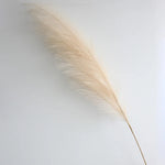 décoration mariage boho herbe pampas artificielle 100cm plumes séchées naturel rustique intérieur anniversaire