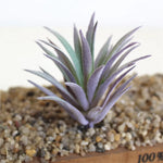 plantes artificielles bleu violet rose vert feuilles pointues moderne décoration intérieure extérieur gravier bois