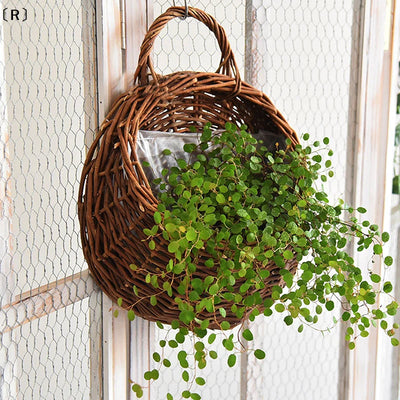 Panier suspendu en rotin tressé main avec plantes vertes dans un intérieur moderne