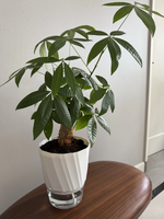 jardinière autoarrosage transparente moderne pot plissé hydroponique plante verte minimaliste