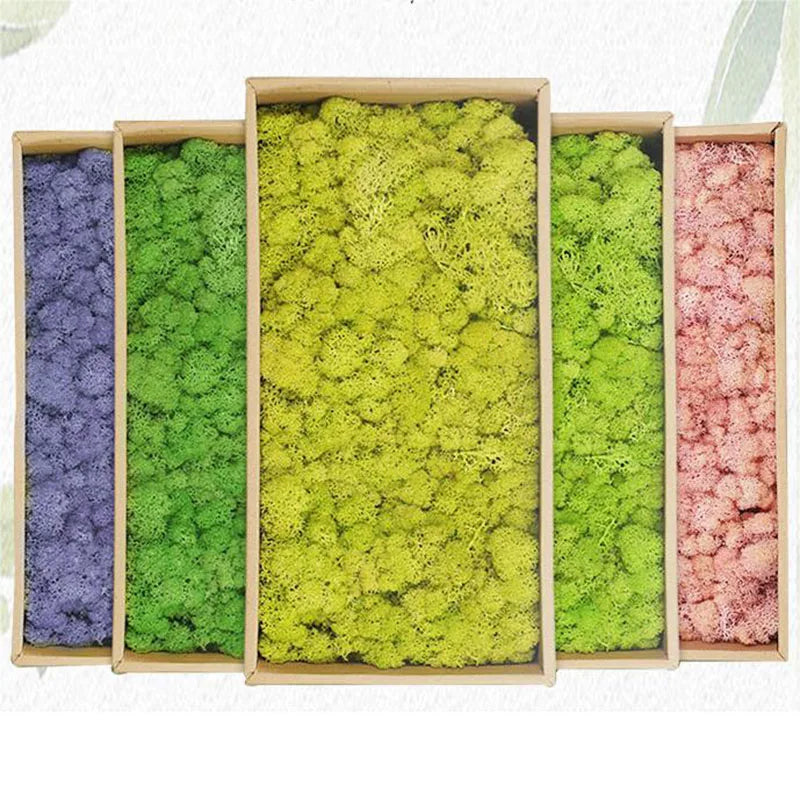 mousse séchée naturelle herbe artificielle décoration jardin boîte rangement couleurs variées rustique extérieur
