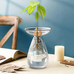 vase transparent moderne plante graine avocat culture hydroponique décoration maison minimaliste