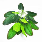 plantes artificielles ficus lyrata vertes modernes feuilles larges ovales tropicales décoration intérieure extérieure