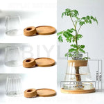 vases plantes verre transparent moderne minimaliste couvercle liège base bois