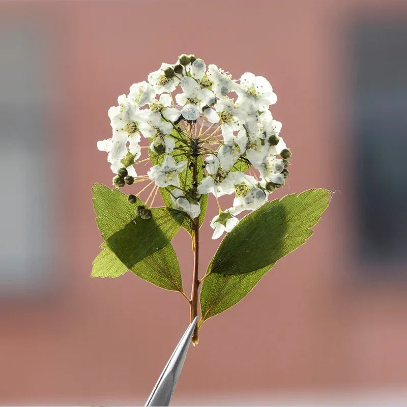 fleurs séchées bouquet blanc vert feuilles naturelles décoration artisanale intérieur anniversaire rustique