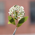 fleurs séchées bouquet blanc vert feuilles naturelles décoration artisanale intérieur anniversaire rustique