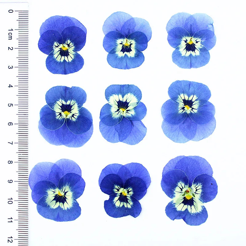 fleurs séchées primula bleu violet blanc décoration maison anniversaire baby shower matériaux diy