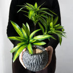 plantes artificielles feuilles striées pot texturé décoration intérieure moderne vert jaune marron gravier