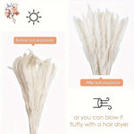 plumes pampas séchées blanches décorations fleurs naturelles rustiques mariage maison intérieur bouquet