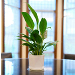 pots fleurs modernes blancs soucoupe plante verte intérieur extérieur hexagon rond polygonaux